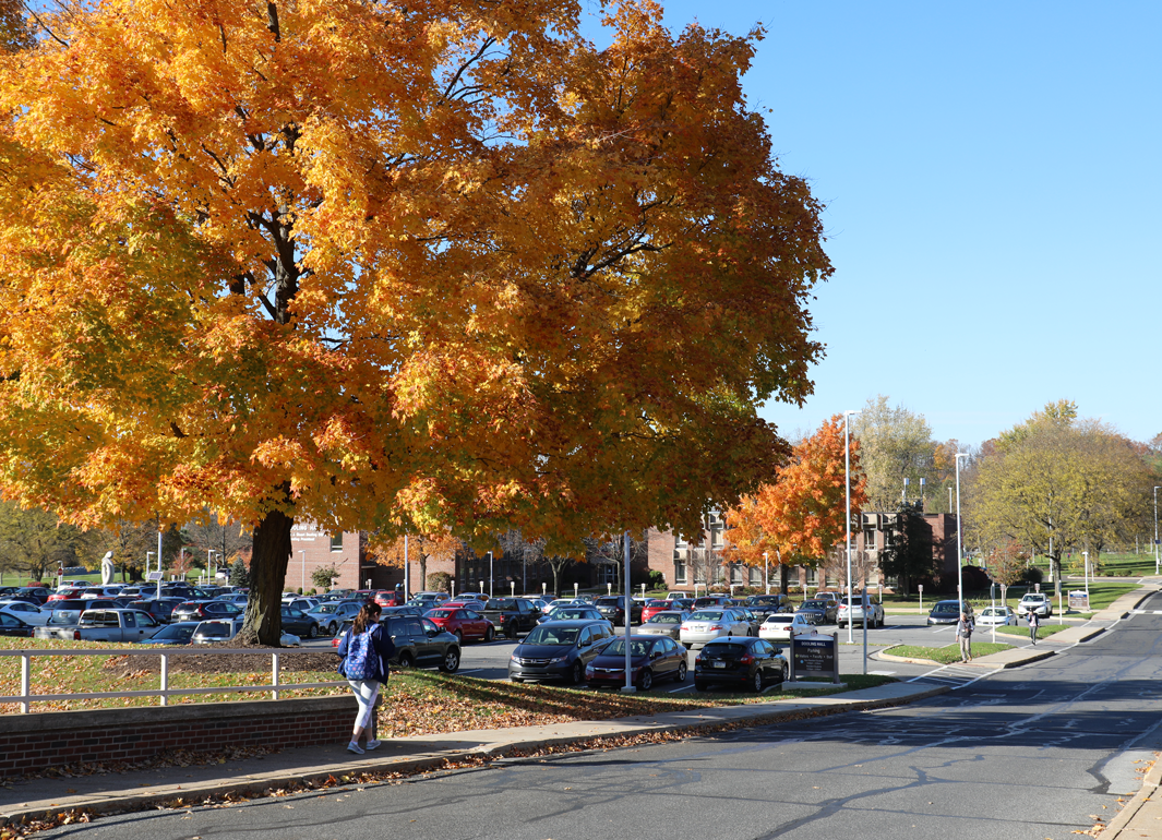 tree on campus